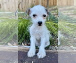 Lollipop - Female Mutt Dog for Adoption - Small photo