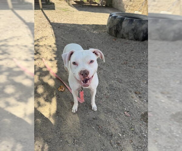 Medium Photo #2 Mutt Puppy For Sale in Santa Maria, CA, USA