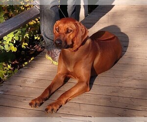 Rhodesian Ridgeback Puppy for sale in CHILOQUIN, OR, USA
