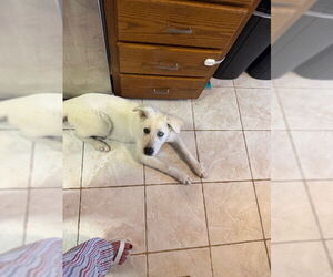 Todd - Male Pyrenees Husky Dog for Adoption - Photo #3