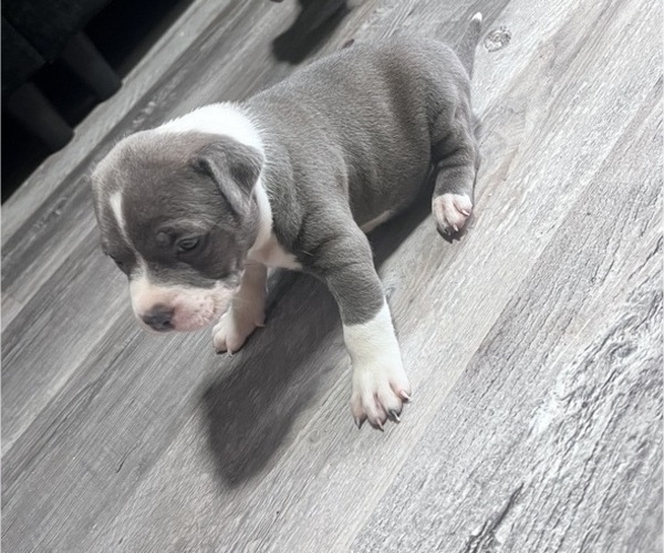 Medium Photo #1 American Bully Puppy For Sale in SANFORD, NC, USA