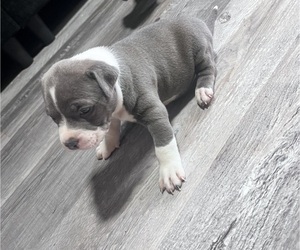 Medium American Bully