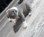 Puppy Puppy 2 American Bully