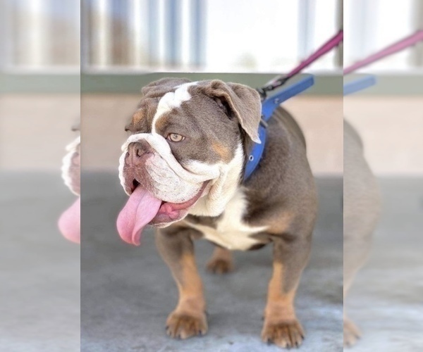 Medium Photo #1 English Bulldog Puppy For Sale in ANAHEIM, CA, USA