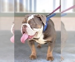 Small Photo #1 English Bulldog Puppy For Sale in ANAHEIM, CA, USA