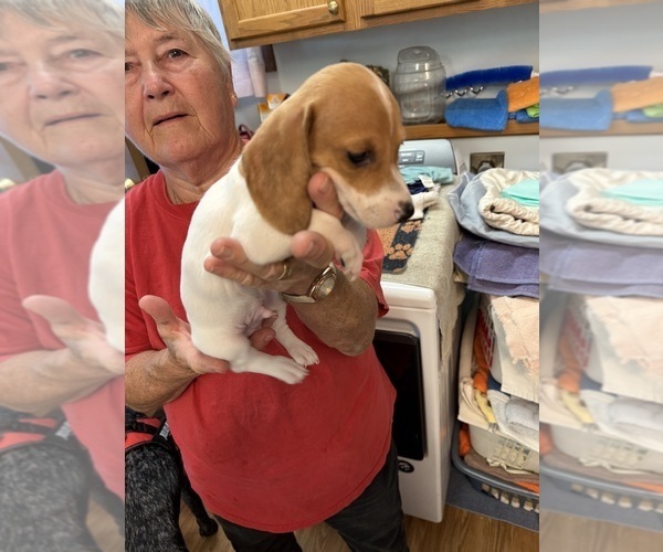 Medium Photo #4 Dachshund Puppy For Sale in ASHLAND, NE, USA