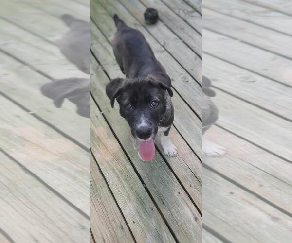 Medium Photo #19 Labrador Retriever-Unknown Mix Puppy For Sale in Murfreesboro, NC, USA