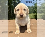 Puppy Purple Labrador Retriever