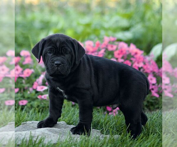 Medium Photo #3 Cane Corso Puppy For Sale in LANCASTER, PA, USA