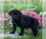 Nyx - Male Cane Corso Puppy for Sale - Photo #3