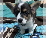 Small #7 Pembroke Welsh Corgi