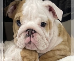 English Bulldog Puppy for sale in LUTZ, FL, USA