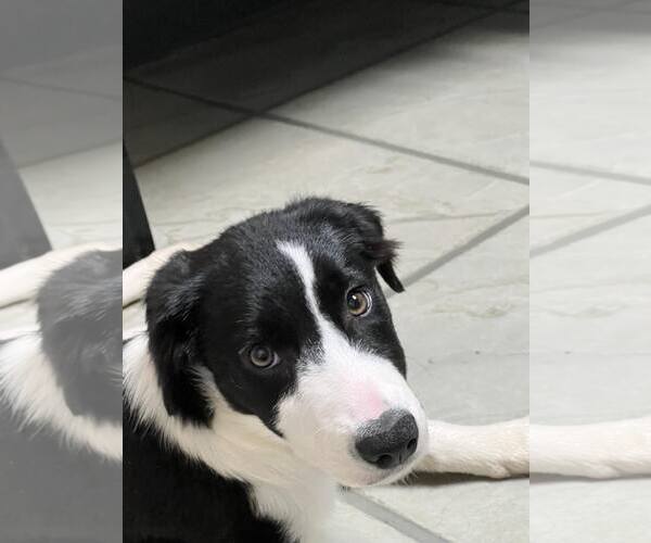 Medium Photo #4 Border Collie Puppy For Sale in Highland, IL, USA