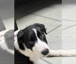 Small #3 Border Collie