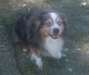 Father of the Miniature Australian Shepherd puppies born on 04/15/2026