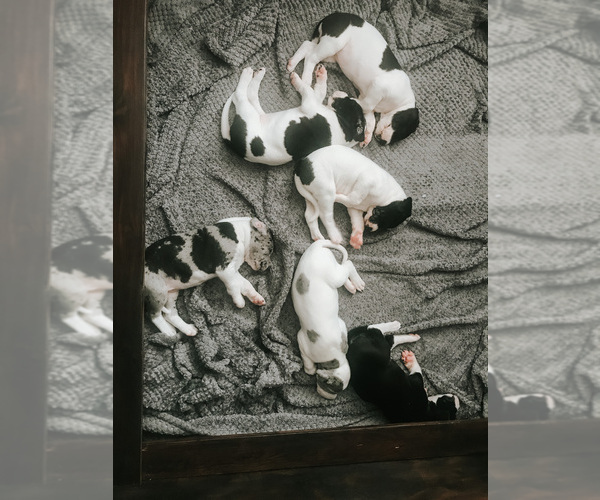 Medium Photo #11 Great Dane Puppy For Sale in ANAHEIM, CA, USA