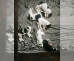 Small Photo #11 Great Dane Puppy For Sale in ANAHEIM, CA, USA