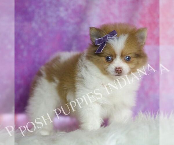 Medium Photo #3 Pomeranian Puppy For Sale in WARSAW, IN, USA
