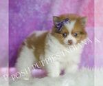 Small Photo #61 Pomeranian Puppy For Sale in WARSAW, IN, USA