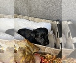 Small Photo #8 YorkiePoo Puppy For Sale in FENTON, MI, USA