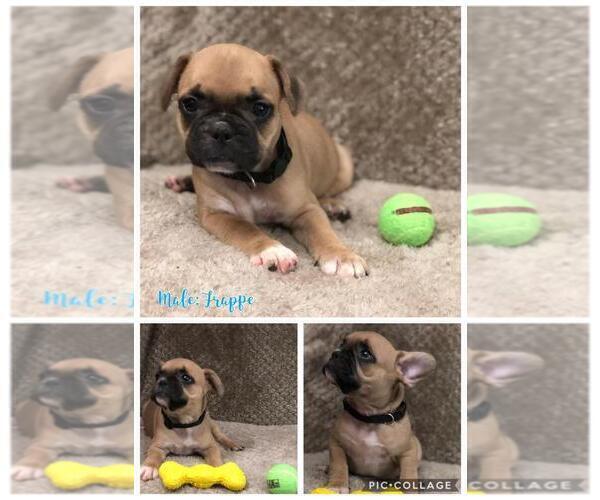 Medium Photo #5 French Bulldog Puppy For Sale in MIAMI, FL, USA