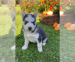 Small Photo #15 Siberian Husky Puppy For Sale in EAST HERKIMER, NY, USA