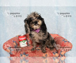 Small #10 Poodle (Toy)