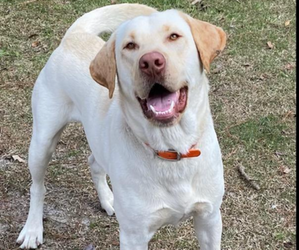 Father of the Labrador Retriever puppies born on 10/04/2025