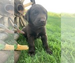 Small Photo #6 Labrador Retriever Puppy For Sale in ROYAL CITY, WA, USA