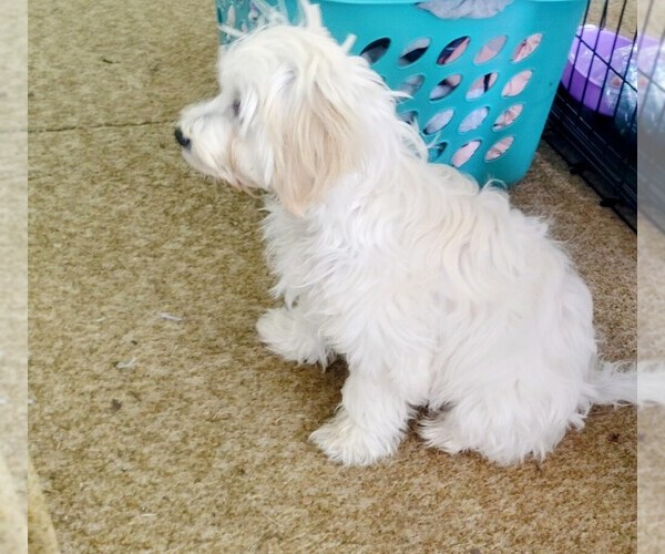 Medium Photo #2 Bichpoo-Poochon Mix Puppy For Sale in DES MOINES, IA, USA