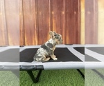Small Photo #37 French Bulldog Puppy For Sale in OCEANSIDE, CA, USA