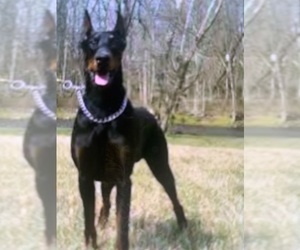 Father of the Doberman Pinscher puppies born on 04/16/2025