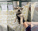 Small Mutt