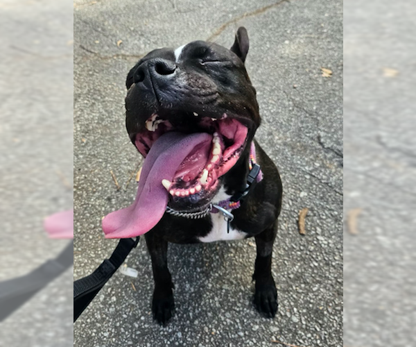 Medium Photo #5 Bulldog-Staffordshire Bull Terrier Mix Puppy For Sale in Decatur, GA, USA