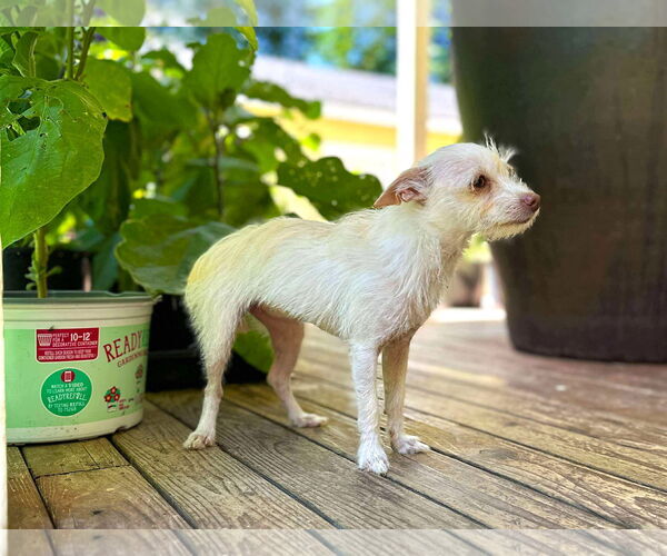 Medium Photo #3 Chihuahua-Unknown Mix Puppy For Sale in Arlington, WA, USA