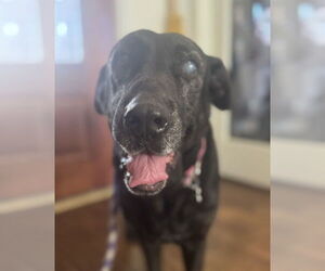 Mutt Dogs for adoption in Houston, TX, USA
