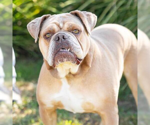 Medium Photo #1 American Bulldog Puppy For Sale in Camarillo, CA, USA