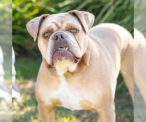 American Bulldog Dogs for adoption in Camarillo, CA, USA