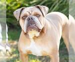 MAPLE - Female American Bulldog Dog for Adoption - Small photo
