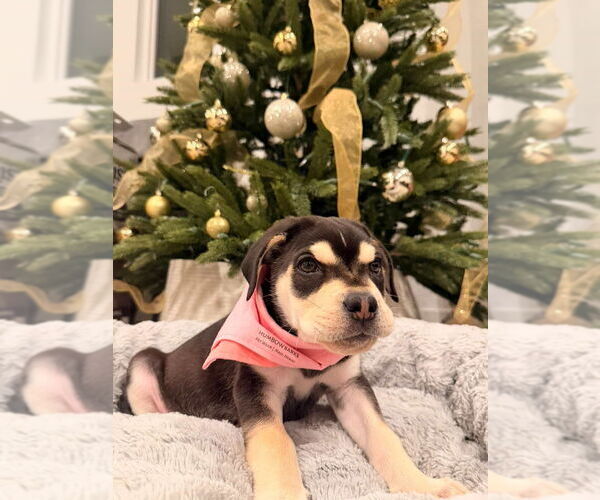 Medium Photo #3 Siberian Husky-Unknown Mix Puppy For Sale in Dana Point, CA, USA