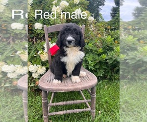 Bernedoodle Puppy for sale in SPENCER, IN, USA