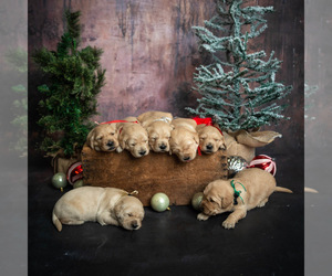 Golden Retriever Puppy for sale in VICI, OK, USA