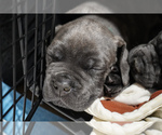 Small Photo #5 Cane Corso Puppy For Sale in DUBUQUE, IA, USA