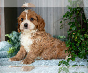 Cavapoo Litter for sale in MILLERSBURG, OH, USA