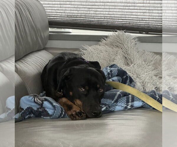 Medium Photo #5 Pointer-Unknown Mix Puppy For Sale in Fargo, ND, USA