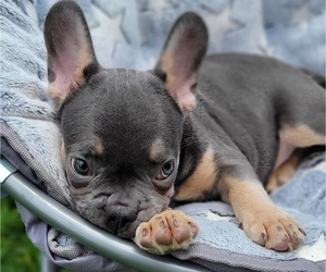 Medium French Bulldog