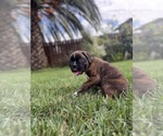 Small #9 Boxer
