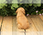 Small #31 Cocker Spaniel