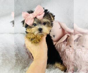 Morkie Puppy for sale in BOSTON, MA, USA