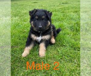 Border Collie-German Shepherd Dog Mix Puppy for sale in BASIN CITY, WA, USA